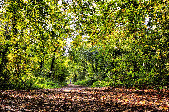 Slindon Woods Path West Sussex