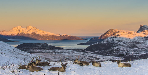 pentaxk5 smcpda1650mmf28edalifsdm justpentax tromsø troms norway october animals winter sunrise reindeer