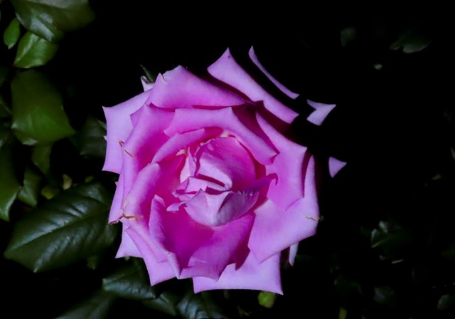 la rosa di notte