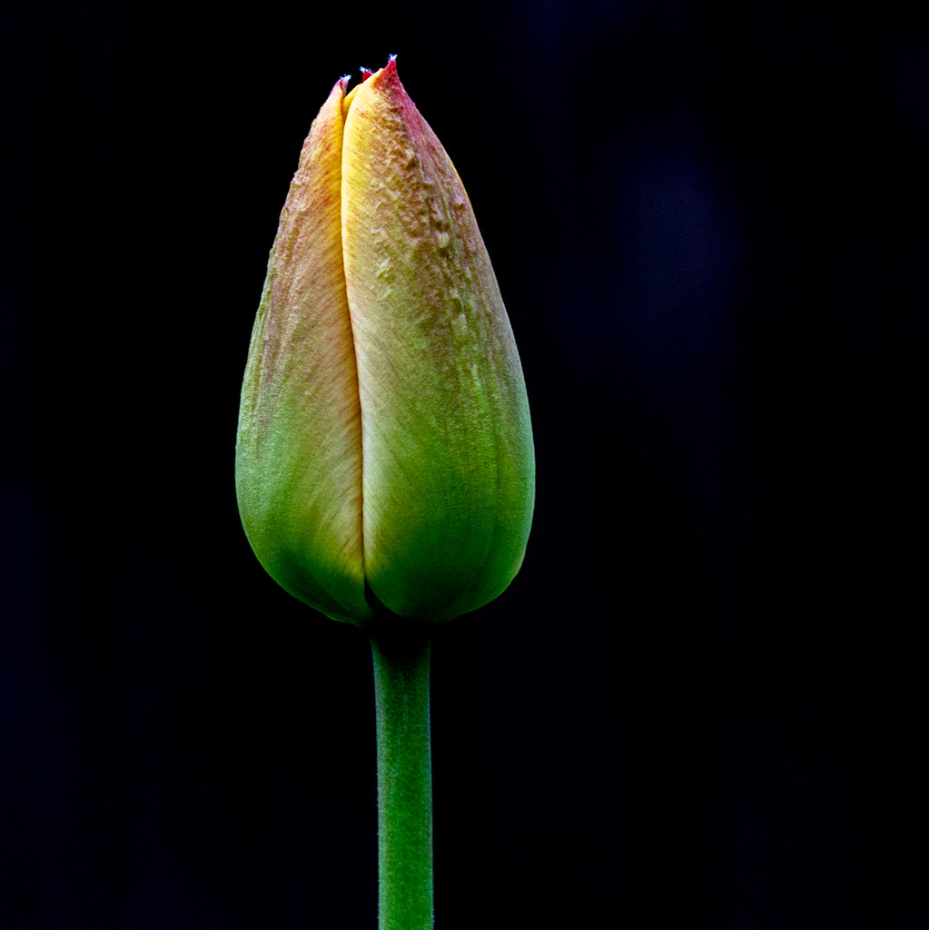 tulip тюльпан