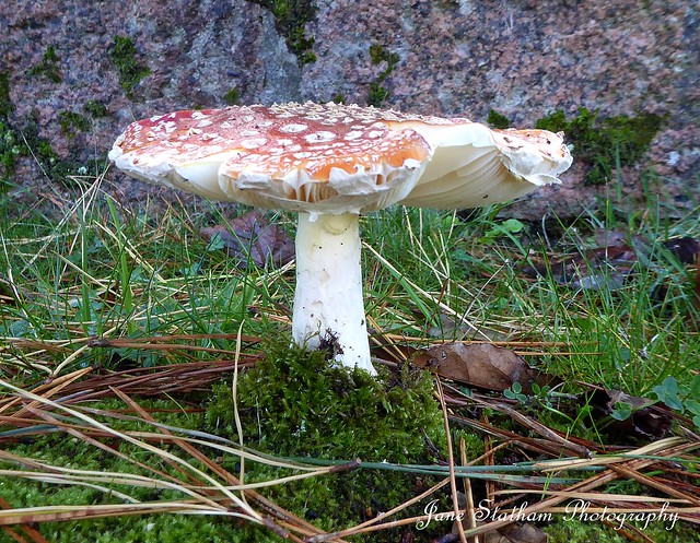 2020: one photo each day. 296/366 Fly agaric ~ Amanita muscaria.