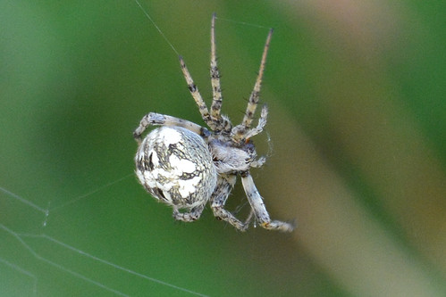 spider chisholmcreekpark wichita kansas