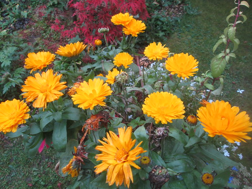 marigold, garden