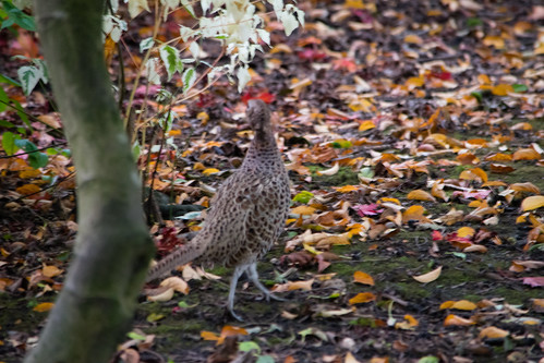 Female pheasant, West Park