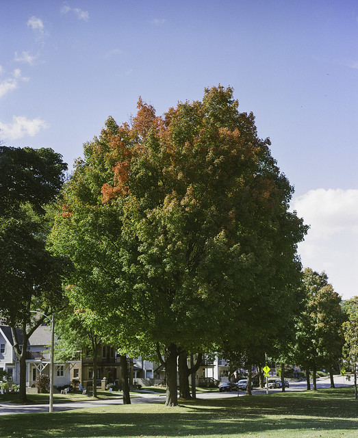 South Shore Park Tree starting fall