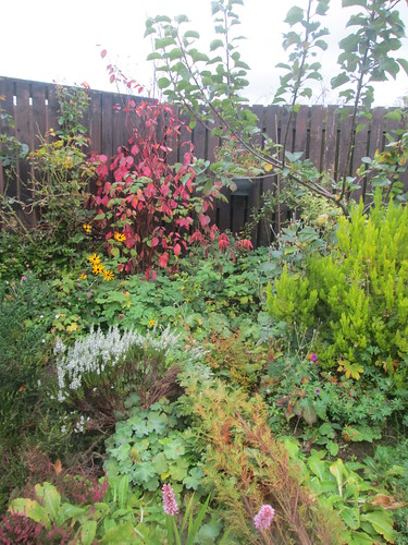 heather, dogwood, my garden