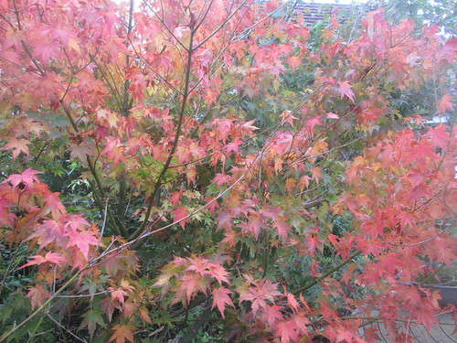 autumn acer