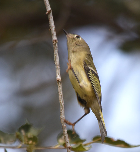 Ruby-crowned Kinglet - Bent County CO - October 2020 | by SteveMlodinow