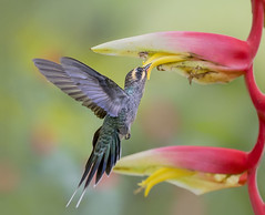 Green Hermit Hummingbird, Maraval, Trinidad.