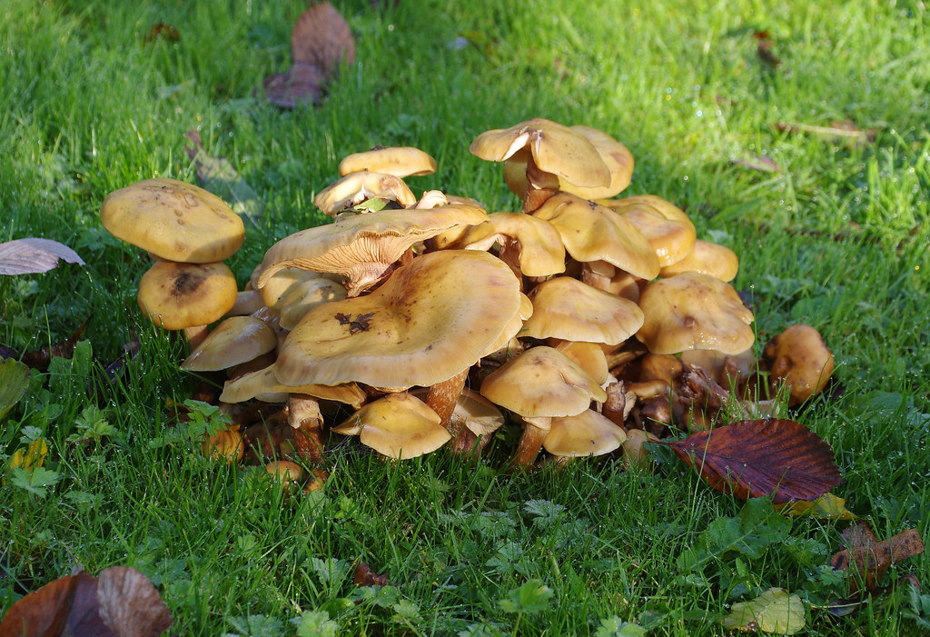 A clump of toadstools
