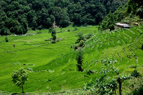 paddy sindhupalchokdistrict nepal landscape river forest