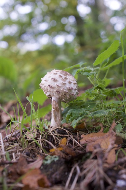 Mushroom Hunting on the Common