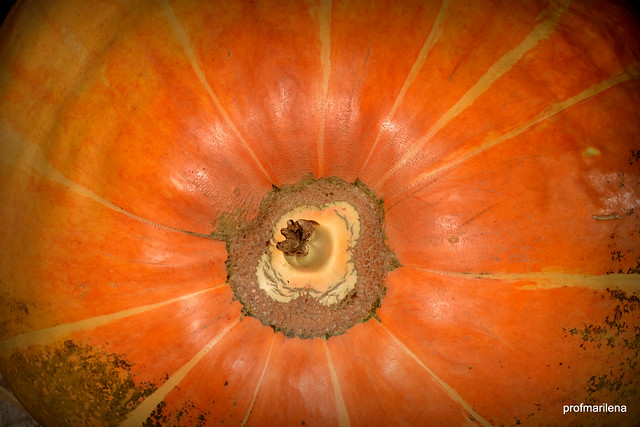 DSC_0661 just a huge pumpkin !