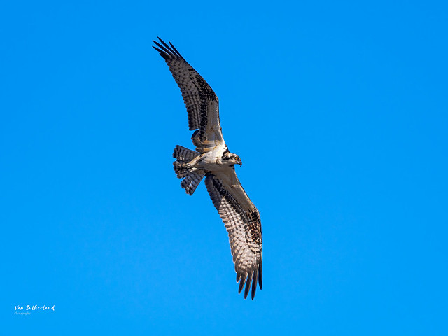 Osprey over Huntington Beach