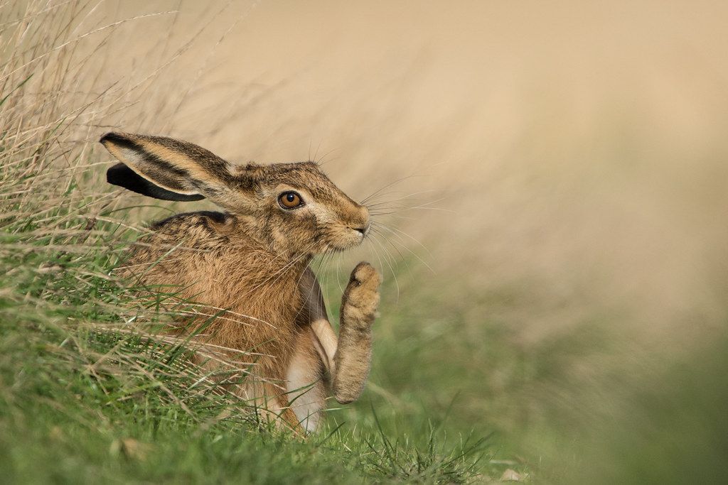 Brown Hare Lepus europaeus 6 - In Reflective Mood