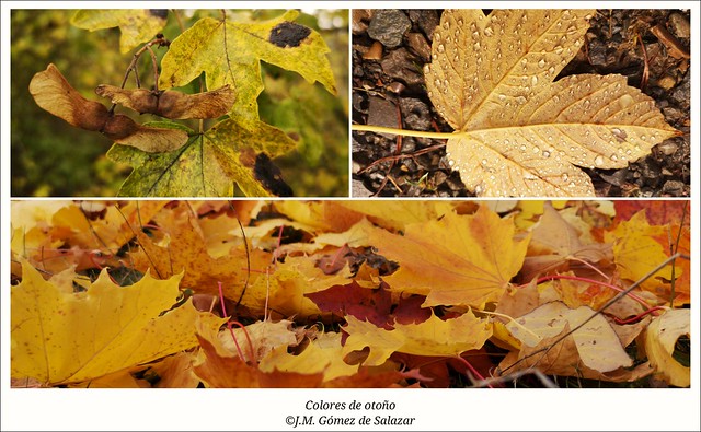 Colores de otoño / Autumn colors