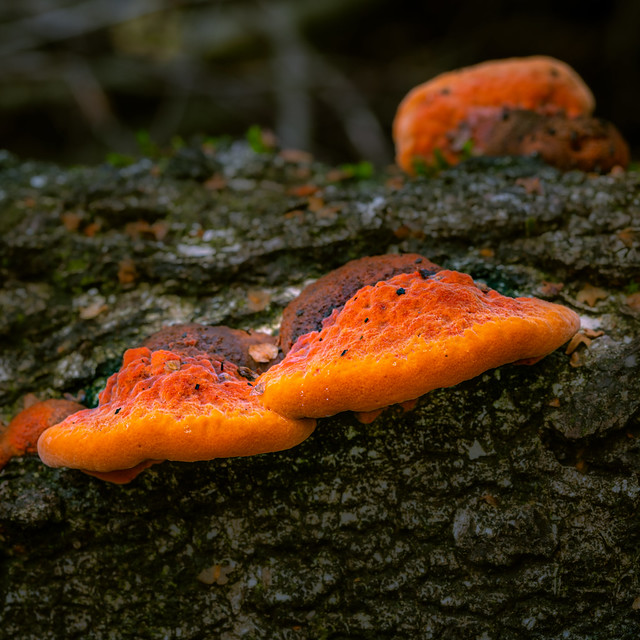 Flaming fungi