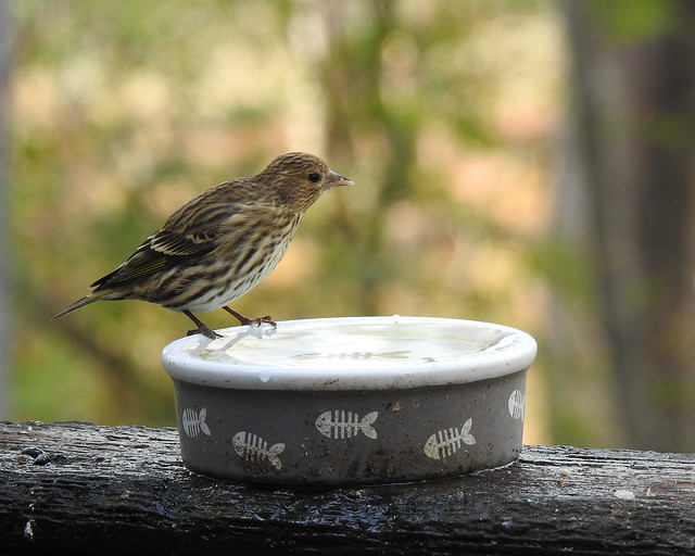 Pine Siskin - Late Afternoon Drink