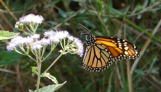 Monarch butterfly and white flowers