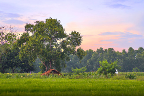 landscape hut tree ricefield scenery rural