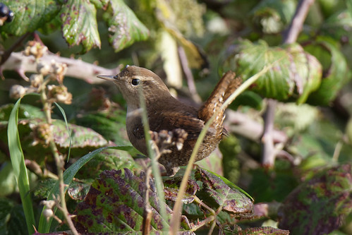 Alert Wren | by FergalSandra