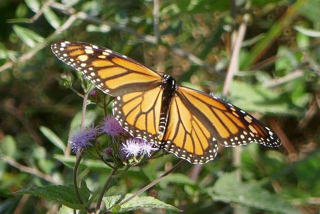 Monarch and blue flowers