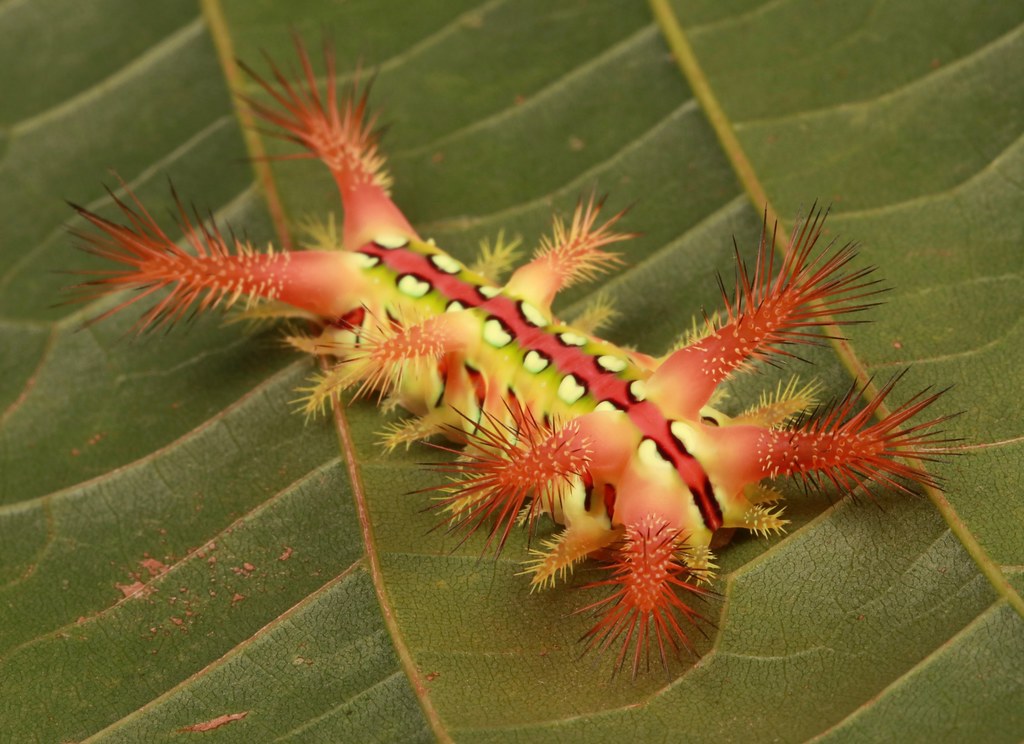 Stinging Nettle Slug Caterpillar (Cup Moth, Setora baibara… | Flickr