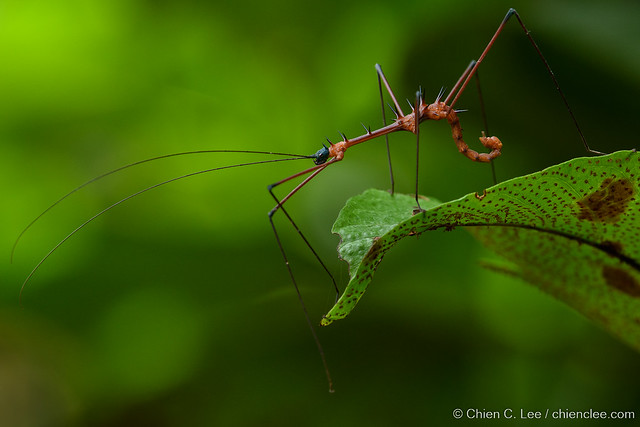 Stick insect (Parastheneboea neglecta) ♂