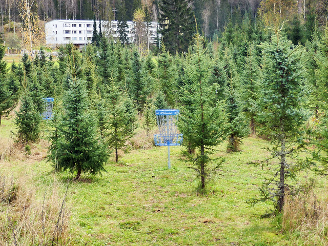 Disc golf course with small spruce trees, Lakisto Frisbeepark Espoo