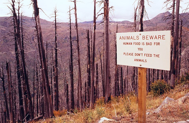 Animals Beware Sign, Gifford Pinchot National Forest, Washington, October 16, 1993