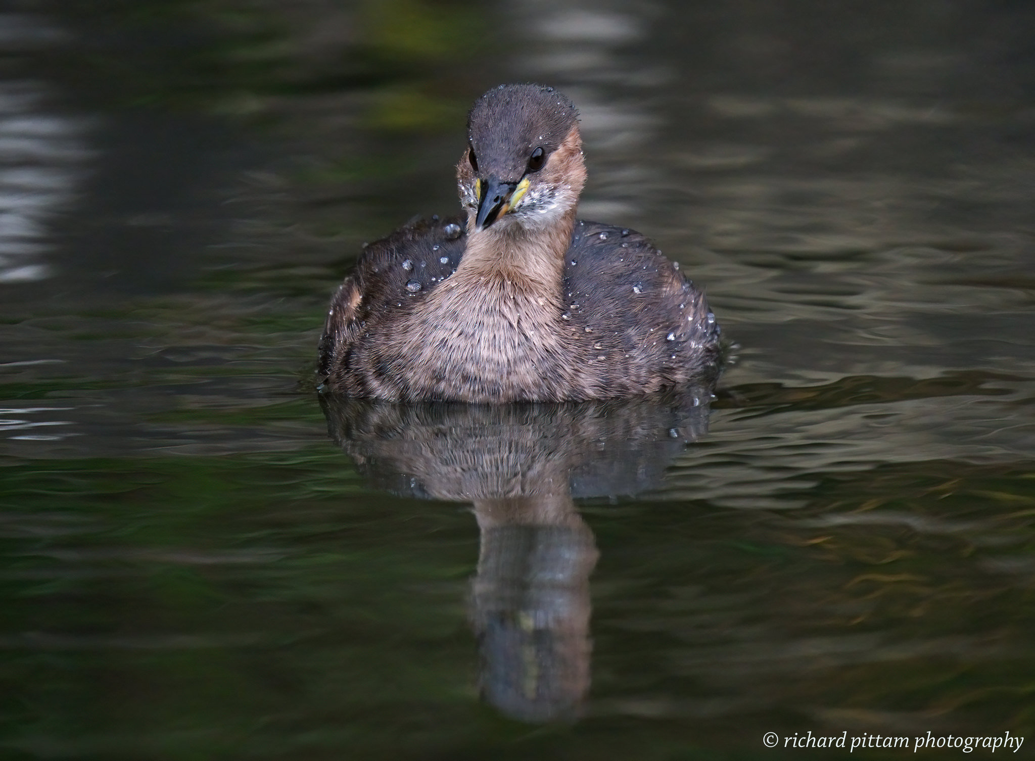 Little Grebe [ Dabchick] - low light testing with A7R4 and 200-600mm