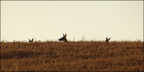 In the crops... DSC05618 by Trevor Durritt, In the crops...
Taken near to my Devon home on a windy summer evening, these three were part of a s