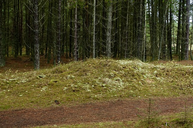 Forest margin, Tentsmuir