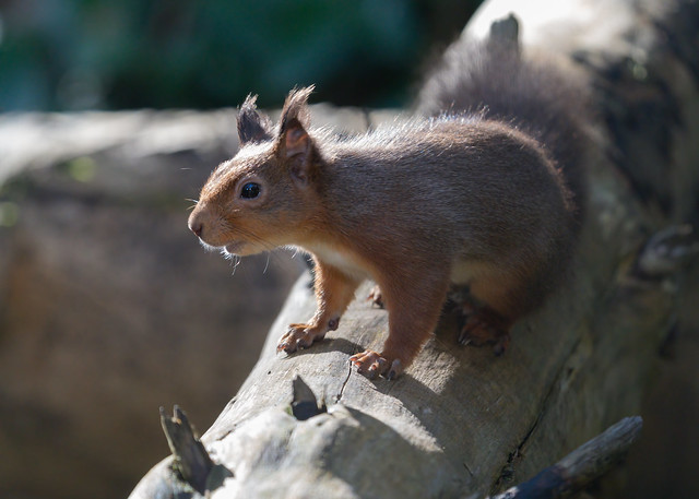 Red squirrel 12 23102020
