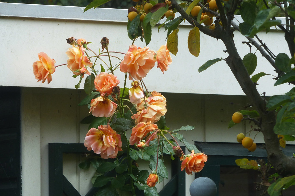 Late Roses Late roosjes | Late roses | Olga and Peter | Flickr