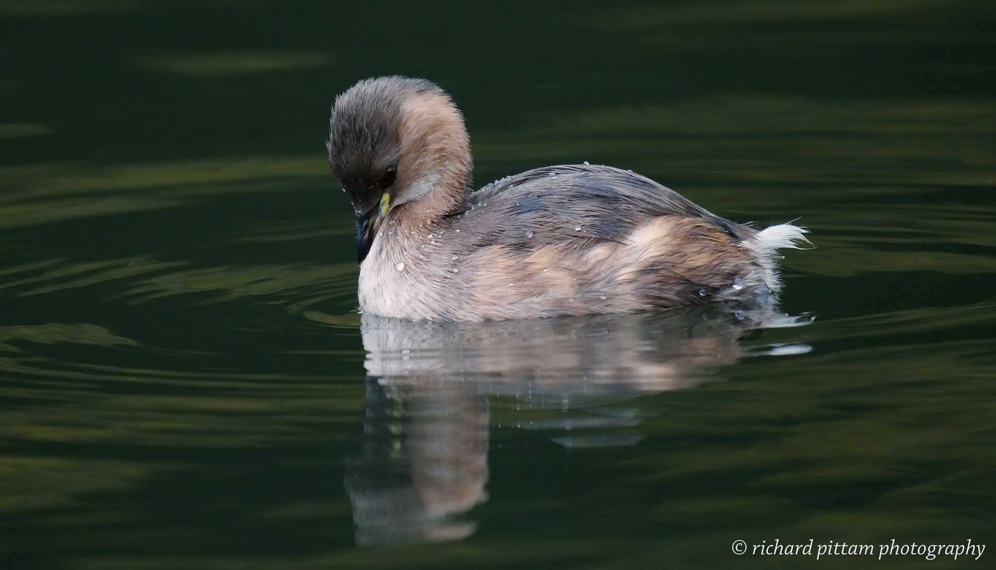 Little Grebe [ Dabchick] - low light testing with A7R4 and 200-600mm