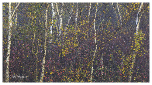 birch birches autumn fall leaves tree trees nature panorama green yellow brown white sunrise patterns forest wood woods amsterdamsebos amstelveen