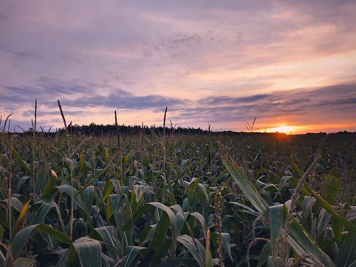 maïs corn cornfield zonsondergang sonnenuntergang sunset landschap landschaft landscape rnifilms