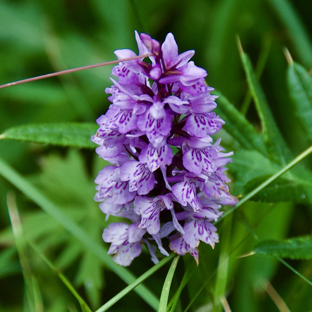 Dactylorhiza maculata (L.)  - Captura: Setcases, Ripollès, Girona, Catalunya.