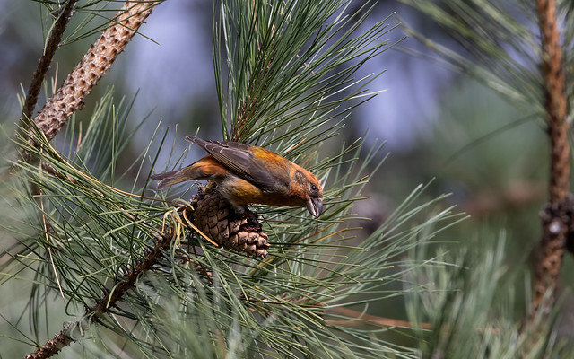 Crossbill m feeding on pine (New Forest)