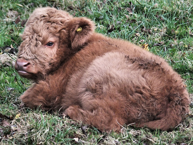 Highland Cattle calf.