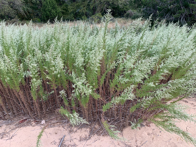 Yankeeweed (Eupatorium compositifolium) - 1 - 2