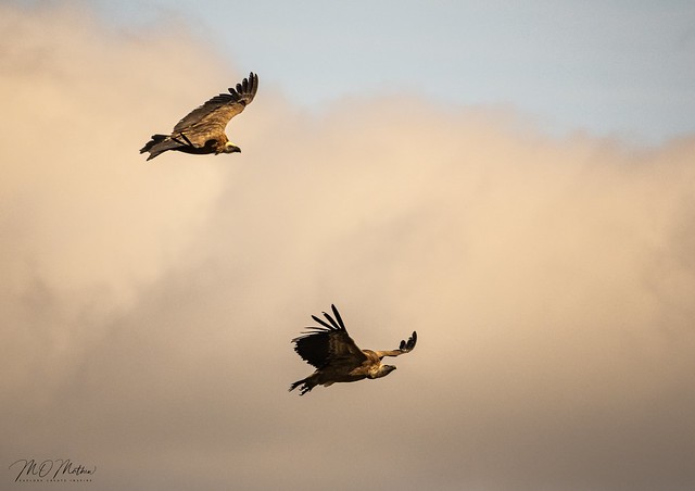 Griffon Vultures (Gyps fulvus), jostling for advantage