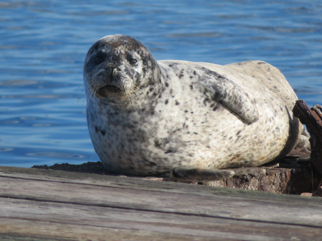 Resident Harbour Seal