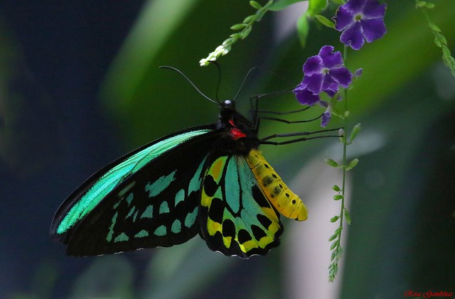 Cairns Birdwing Butterfly (Ornithoptera euphorion)