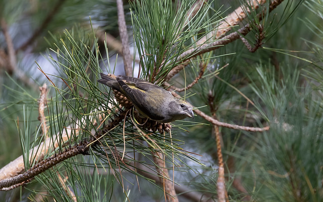 Crossbill f feeding on pine (New Forest)