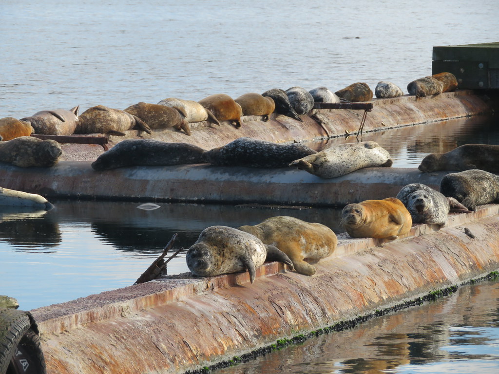 Resident Harbour Seals