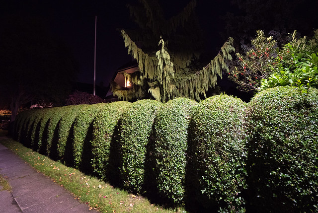 The hedge 2 (suburban nights 27)