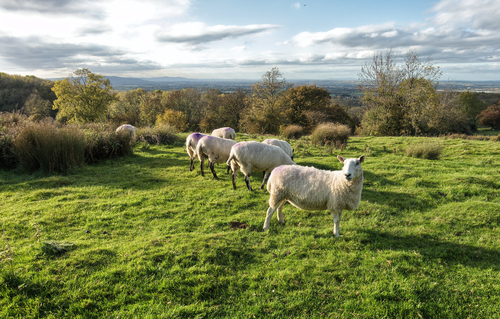 Sheep on Dovers Hill