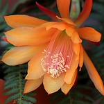 Orange Phyllocactus Flower